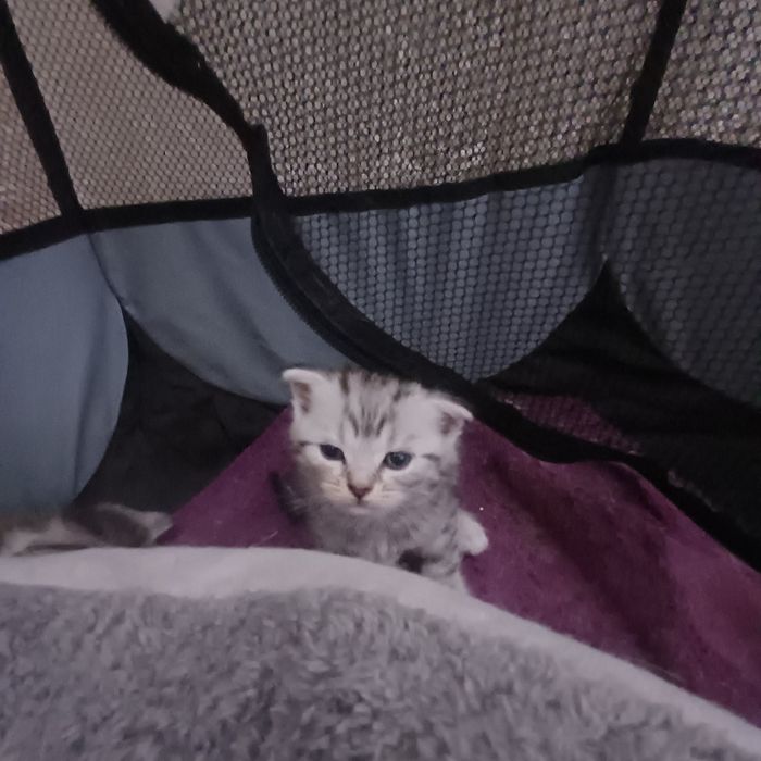 шотландские котята