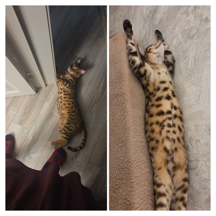 Котёнок-бенгал, девочка