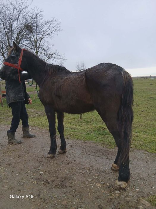 Vând sau schimb cal