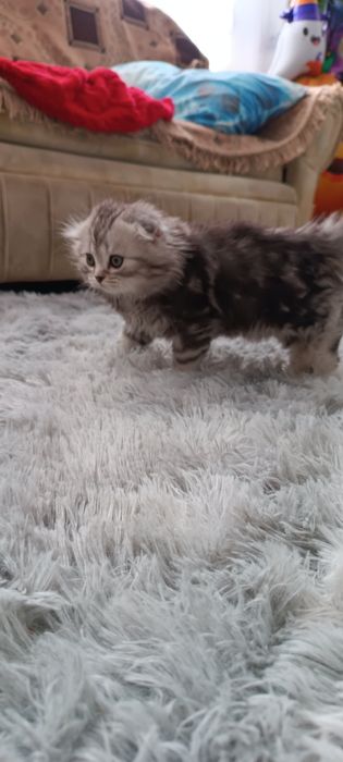 Котята шотландцы