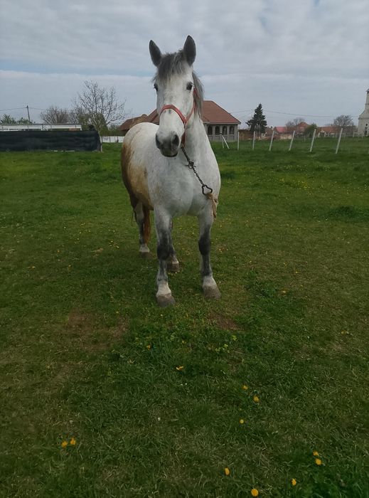 Vând sau schimb o iapa de 5 ani