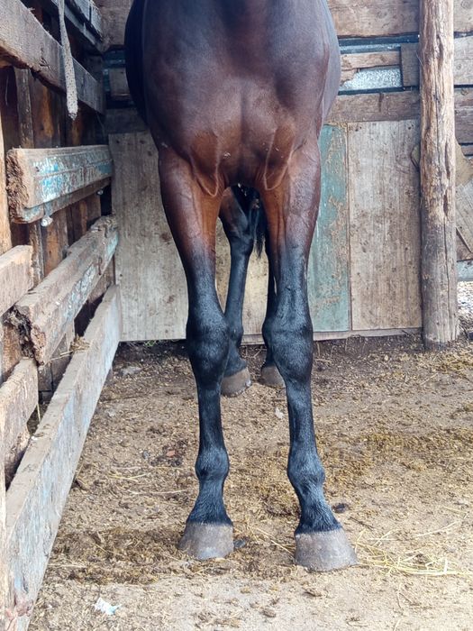 Кунан сатылады биік ірі