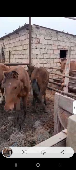 Жылқы Бие Тайлар бар.