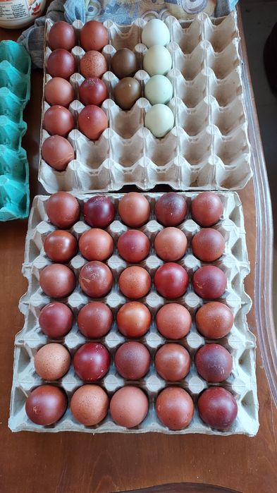 Pui  Marans și olive.