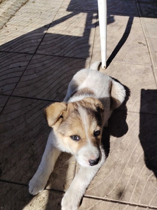 Милый щенок в добрые руки.