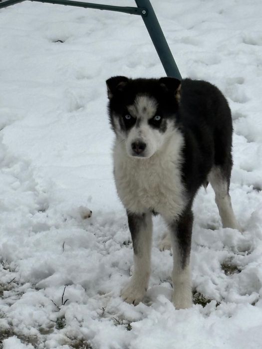 Adoptie catelusa husky