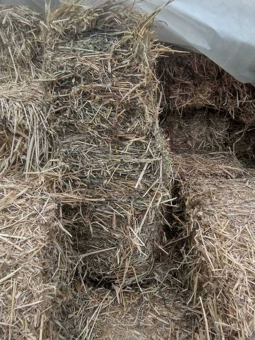 Vand baloti ovaz amestec cu maturi