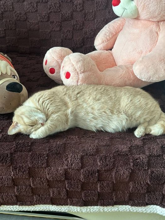 Отдам кота в добрые руки