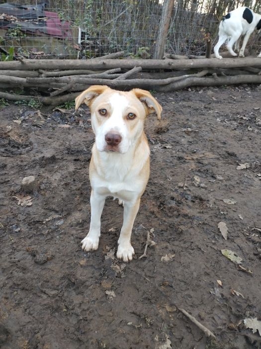 Donez cățelușa virstra 6 luni vaccinata carnet sănătate rasa metis