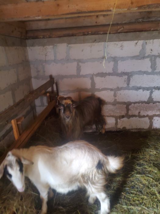 10 oi de vânzare mai multe detalii la telefon