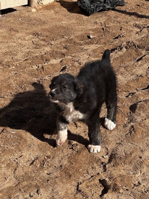 Тұқымды күшік 2 айлық