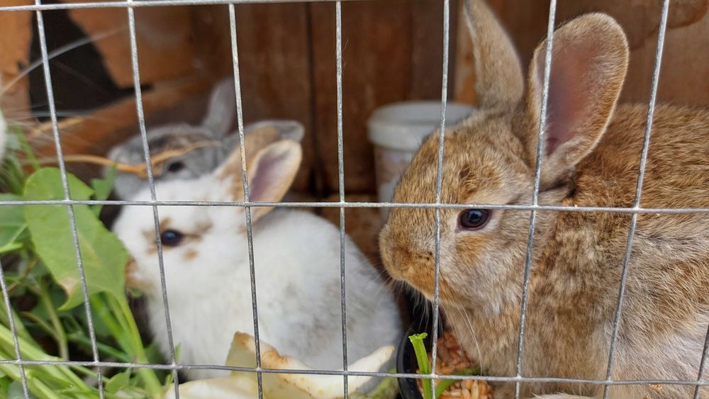 Кролики   1 месяц