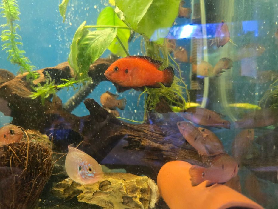 Jewel Turkana Cichlid