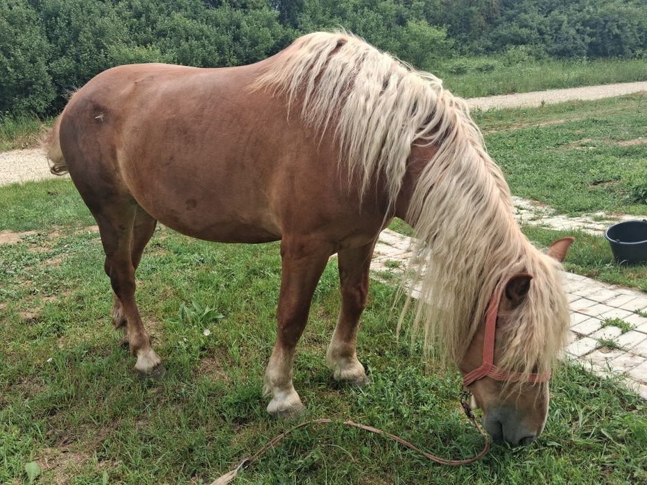 Vand iapa de 3 ani sau schimb cu tractor sau cu vaca cu vițel