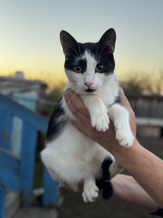 Отдам котят, в добрые руки