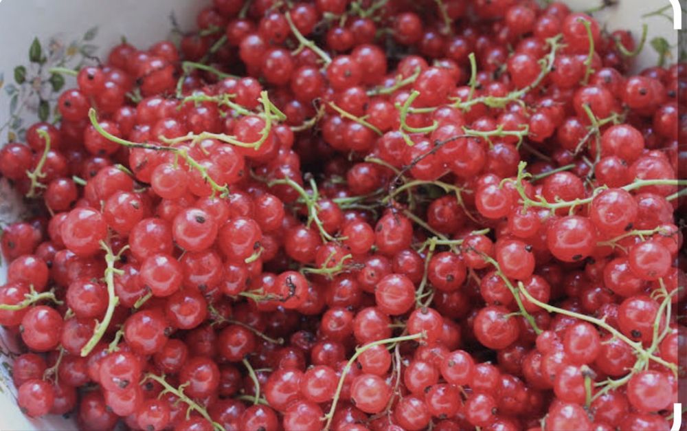 Продам красную самородину 1 литр 800 тенге