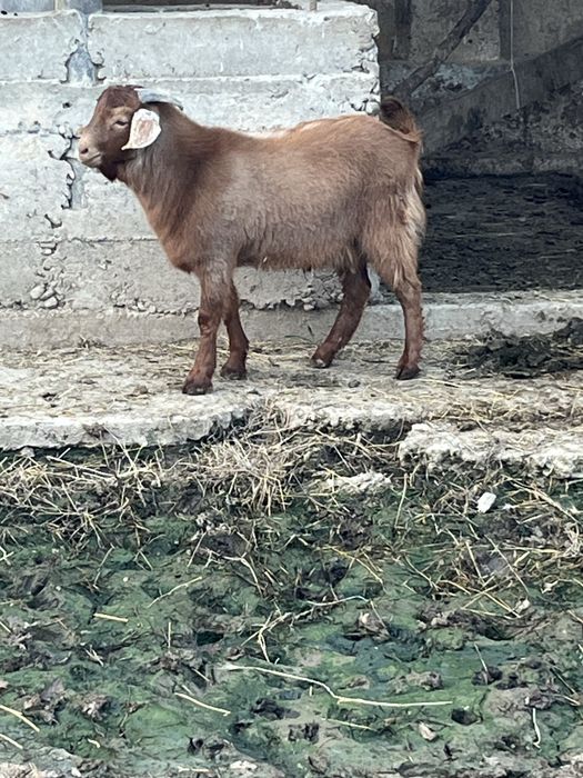 Теке 5 айлык сутті линия