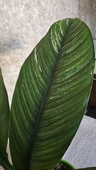 Спатифиллум вариегатный