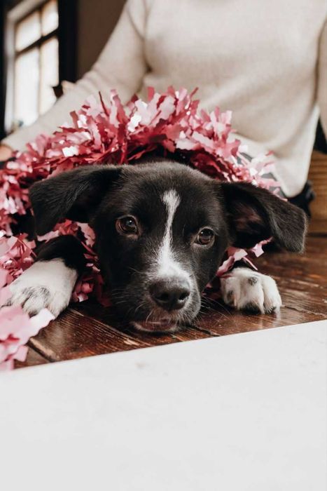 В добрые руки пристраиваю щенка