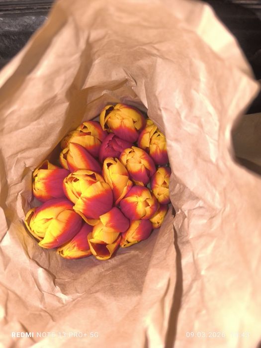 Тюльпаны оптом по 400