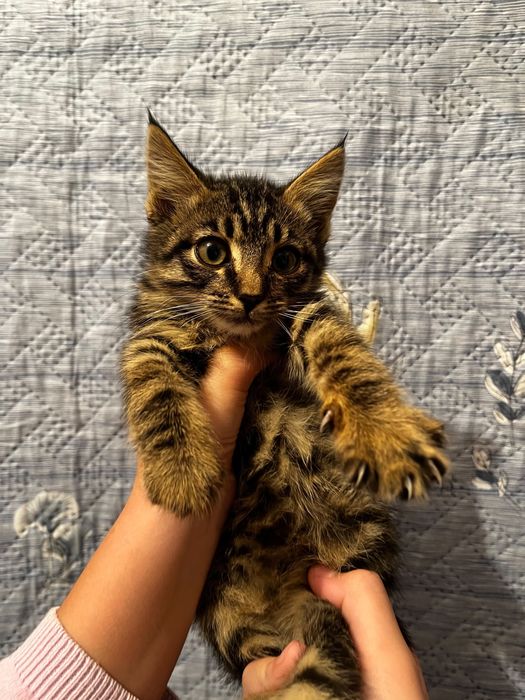 отдам котят в хорошие руки