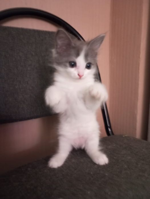 Отдам котенка в добрые руки