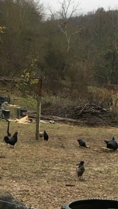 Млади петлета Аям Кемани