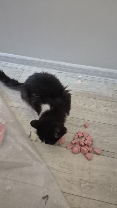 Отдам кота срочно