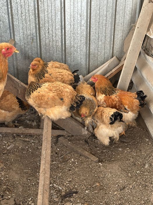 Брама палевая молодняк