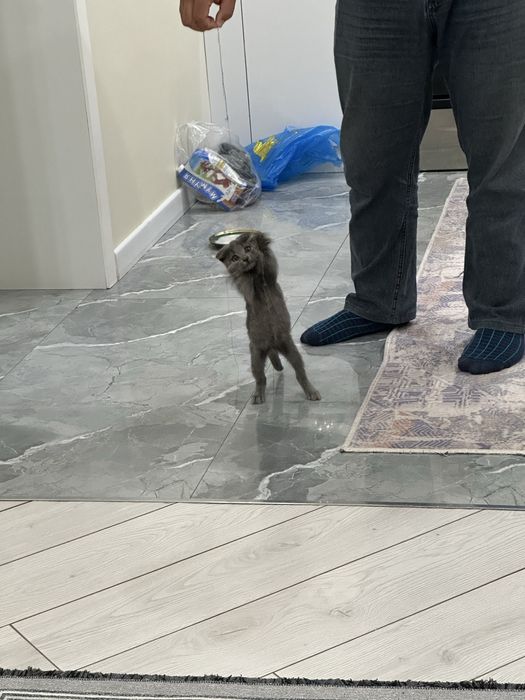 Шотландская вислоухая кошка