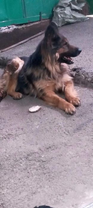 Продам немецкую овчару