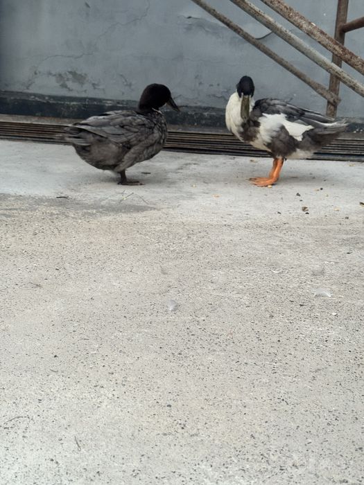 Продаются домашние утки