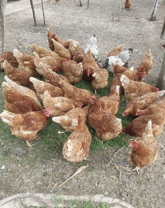 Ouă  țară  crescute cu furaje sănătoase  fără aditivi furajeri