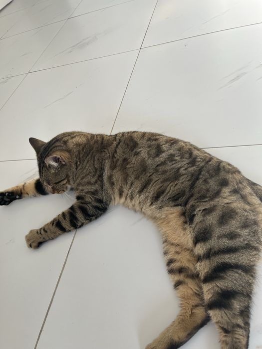 Бингальский кот