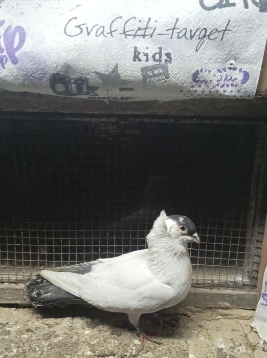 Срочно продам галубей