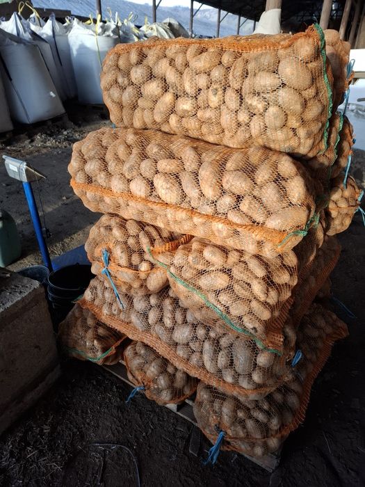 Cartofi de consum alb