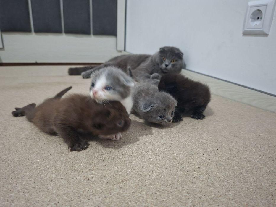 Срочно Продаётся  коты  скотиш