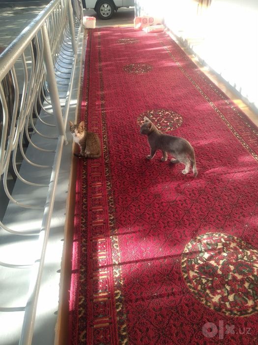 Mushuklar bor bepul 4ta