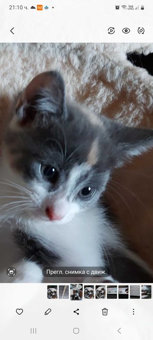 Подарявам малки котета