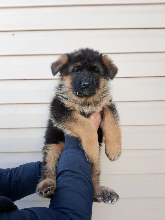 Щенки немецкой овчарки