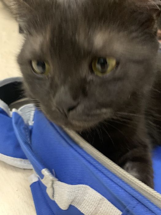 Кошечка скоттиш страйт