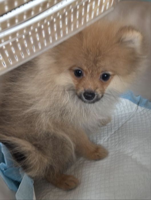 Померанский Шпиц