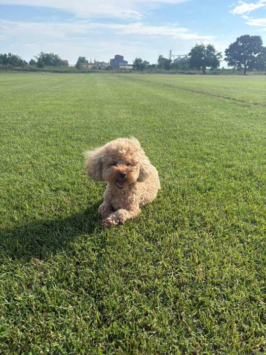 Той пудели момче