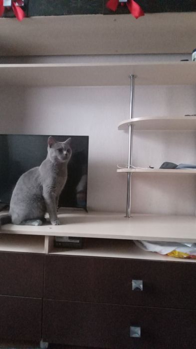 Отдам  кота британца