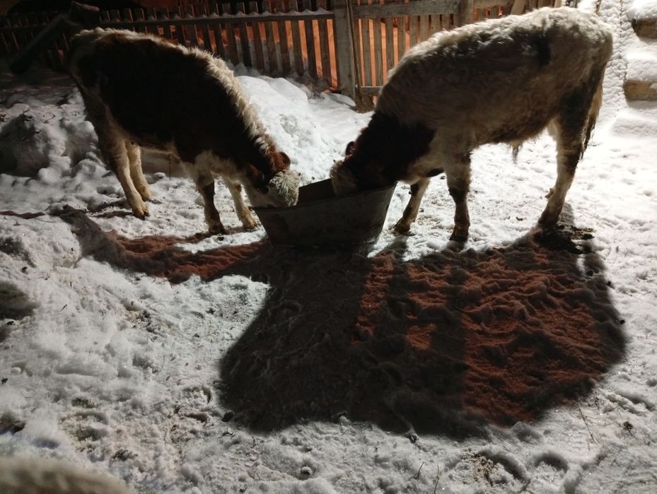 Продам крс бычок телачька