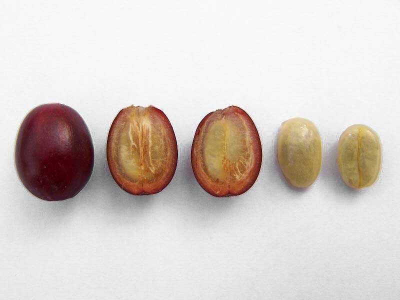 Саженец Кофе Арабика, Кофейное дерево Coffee Arabica