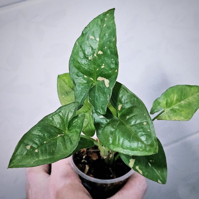 Сингониумы Syngonium