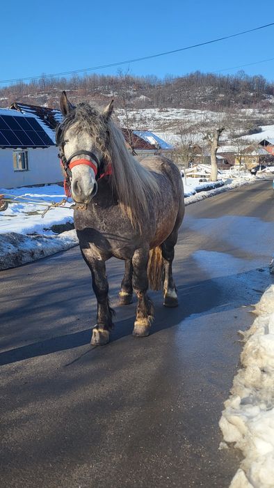 Vând armăsar 3 ani