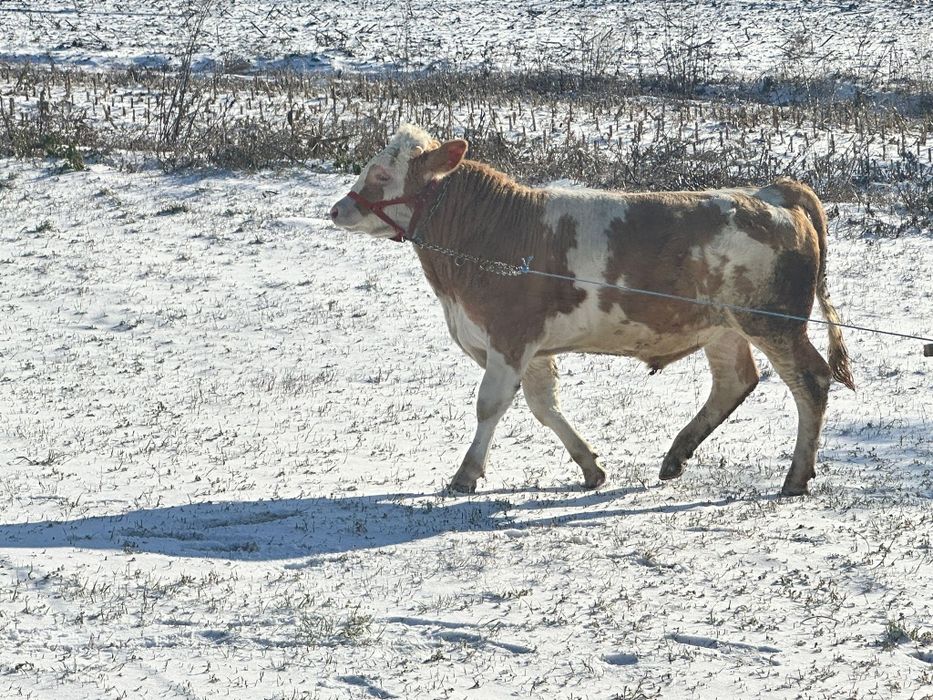 De vânzare tot ce se vede