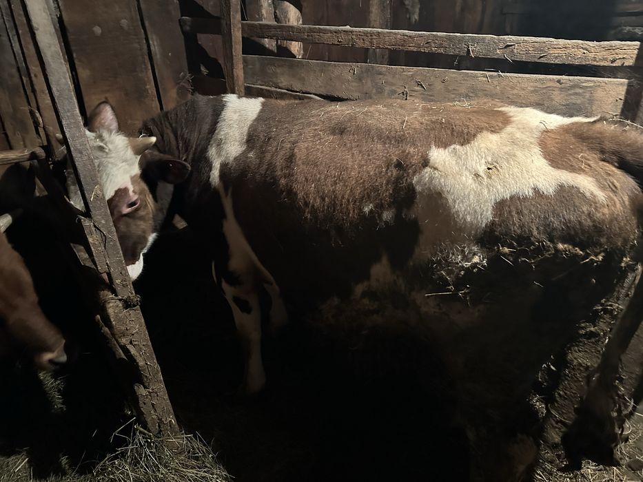 Продам Быка